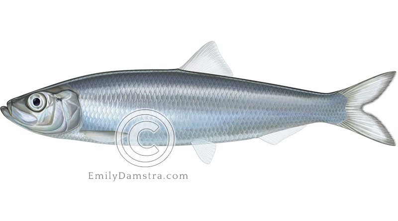 Illustration of an Atlantic herring – Clupea harengus