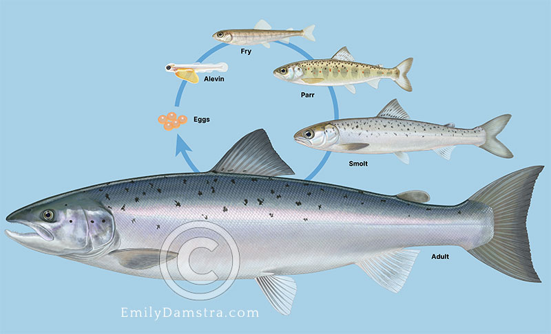 Illustration of Atlantic salmon life cycle