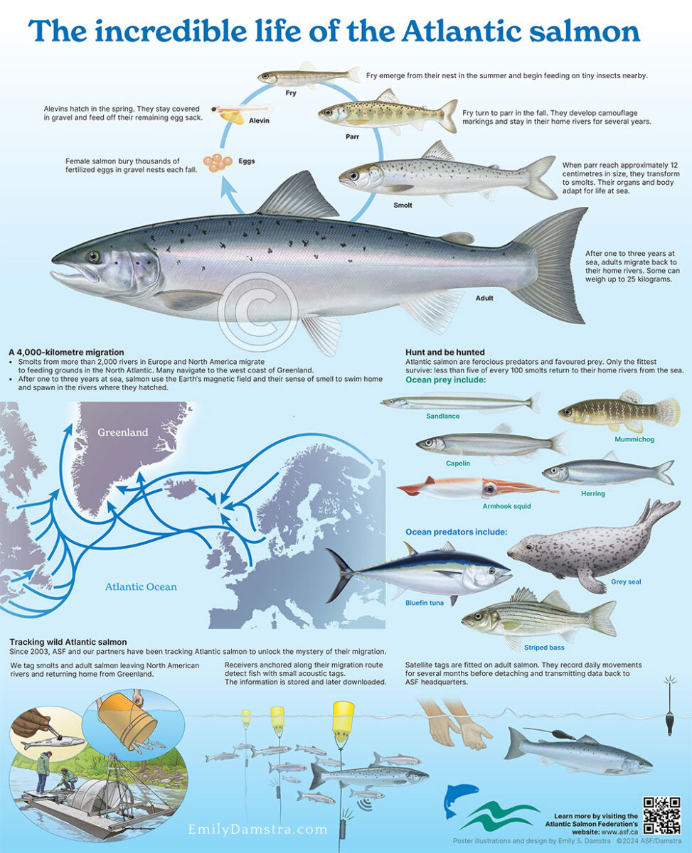 Infographic poster about Atlantic salmon