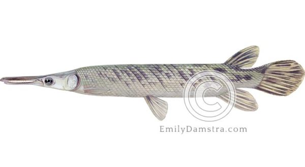 Tropical gar illustration Atractosteus tropicus