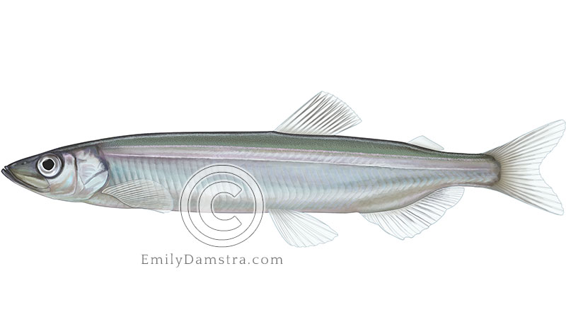 Illustration of a capelin – Mallotus villosus