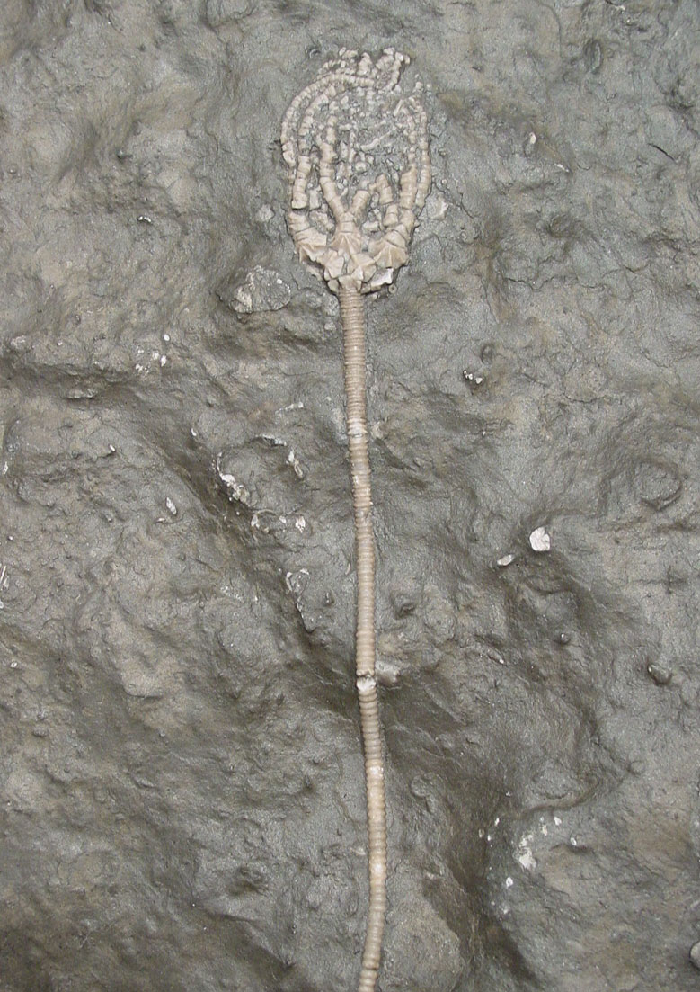 Photo of Ordovician crinoid fossil Konieckicrinus josephi 