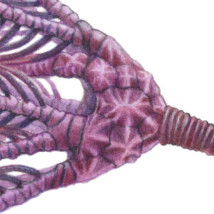 Close-up of the reconstructed calyx of of the Ordovician crinoid Konieckicrinus josephi