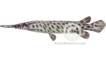 Florida gar illustration Lepisosteus platyrhincus