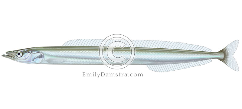 Illustration of a sand lance – Ammodytes americanus