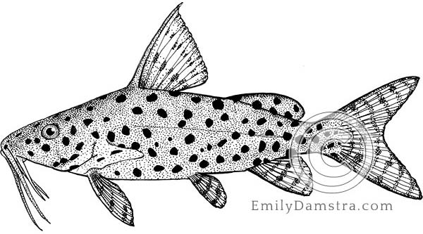 Lace catfish - Emily S. Damstra