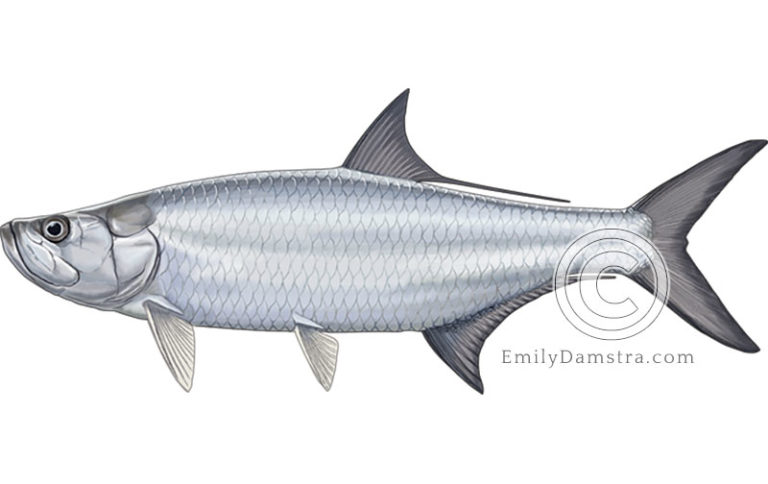 Atlantic tarpon - Emily S. Damstra