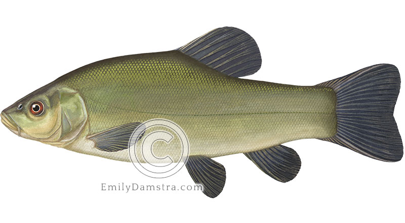 Illustration of a tench – Tinca Tinca