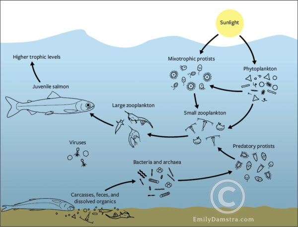 West Coast food web - Emily S. Damstra