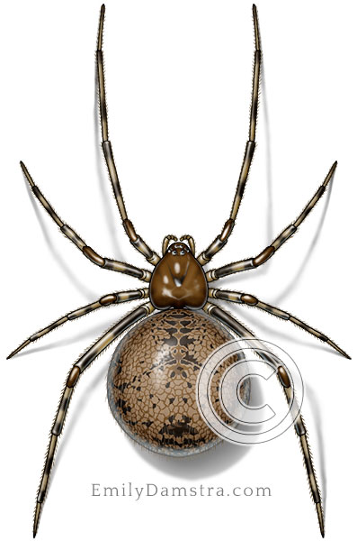 common house spider - Achaearanea tepidariorum
