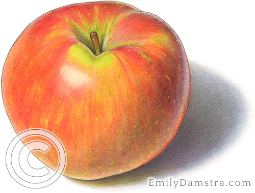 Honeycrisp apple art - Emily S. Damstra