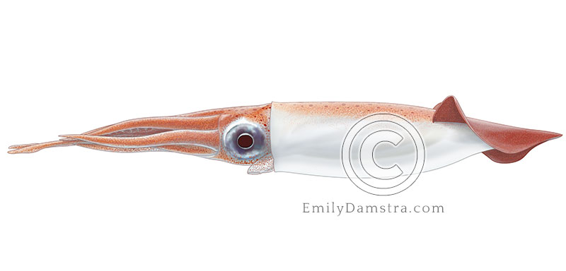 Illustration of a Boreoatlantic armhook squid – Gonatus fabricii