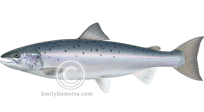 Illustration of an Atlantic salmon adult (grilse phase)