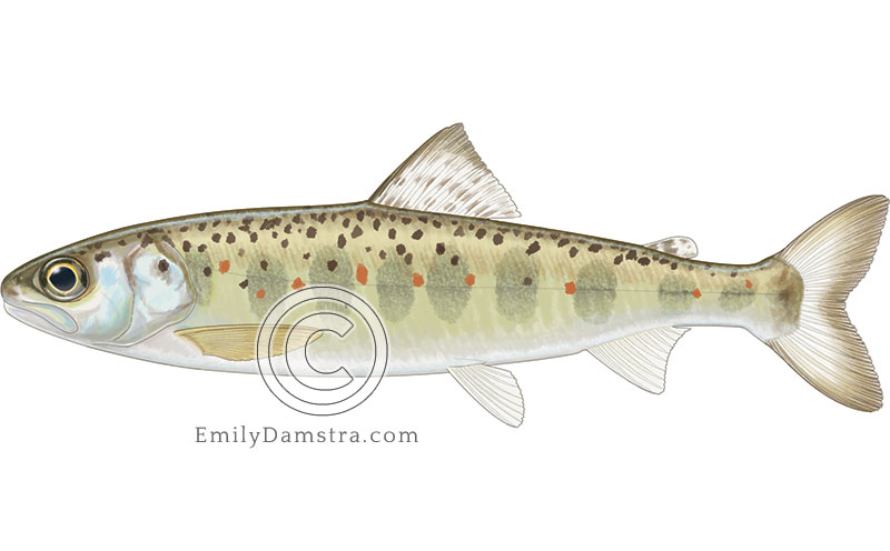 Illustration of an Atlantic salmon parr – Salmo salar