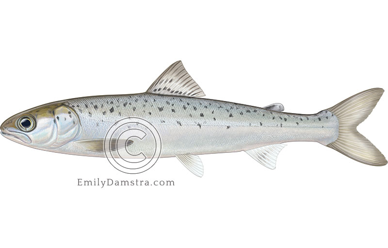 Illustration of an Atlantic salmon smolt – Salmo salar