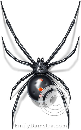 Northern black widow spider - Emily S. Damstra