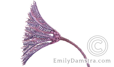 ordovician crinoid illustration