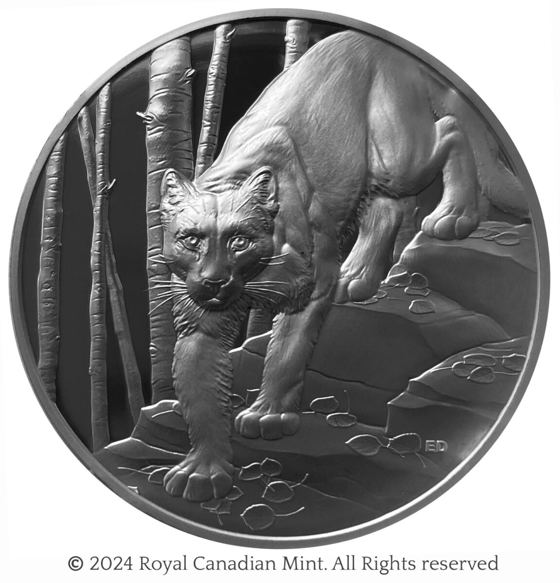 photo of 2023 Great Hunters: Cougar —Ultra High Relief Fine Silver coin