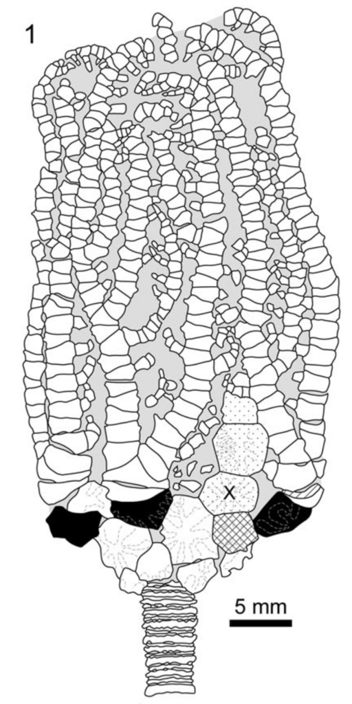 Ordovician crinoid diagram