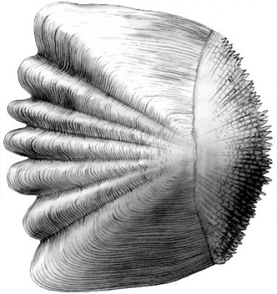 Ctenoid Scale Of A Bony Fish (yellow Perch) - Emily S. Damstra