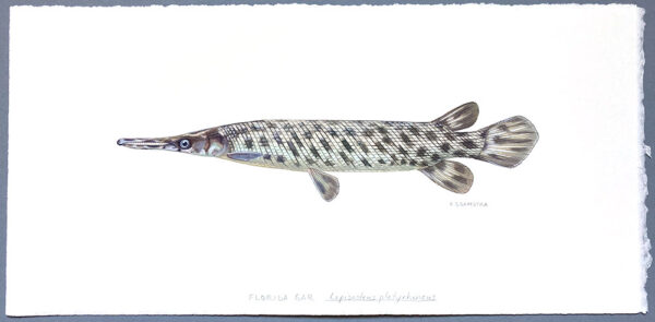 Original painting of a Florida gar