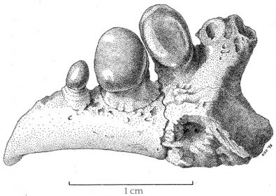 stippling etymology