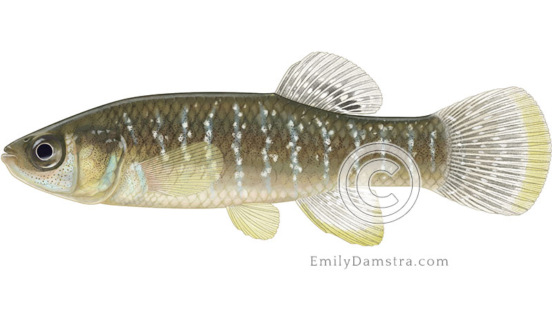 Illustration of a mummichog – Fundulus heteroclites