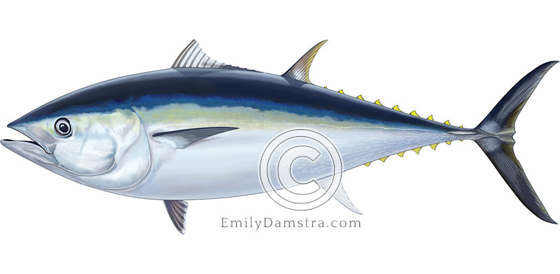 Illustration of a bluefin tuna – Thunnus thynnus