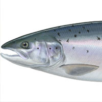 Atlantic salmon