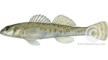 johnny darter Etheostoma nigrum eulepis illustration