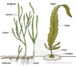 Sea grass and seaweed comparison - Emily S. Damstra