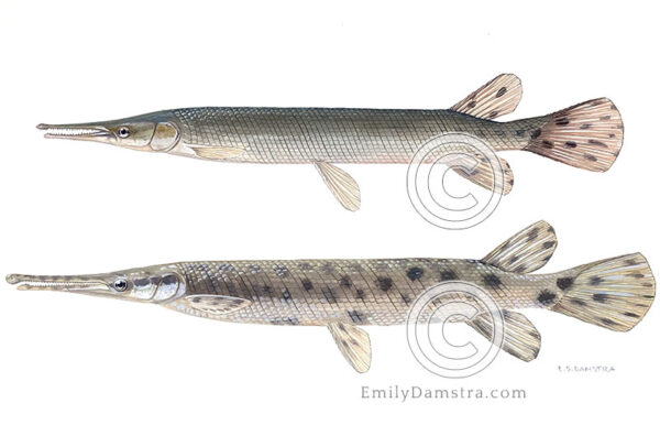 Original painting of a Shortness and a Spotted gar