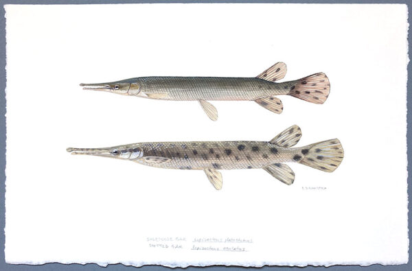 Original painting of a Shortness and a Spotted gar