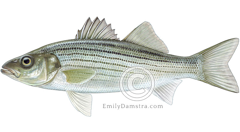 Illustration of a striped bass – Morone saxatilis