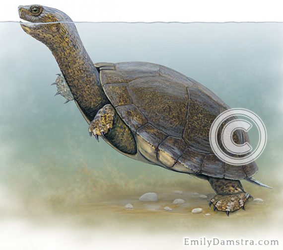 Western pond turtle - Emily S. Damstra